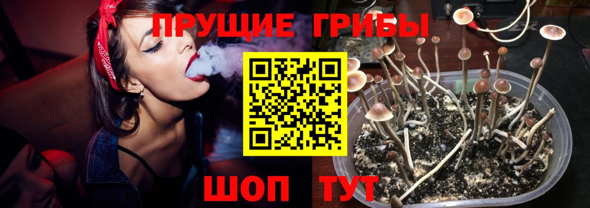 Псилоцибиновые грибы Cubensis Жигулёвск